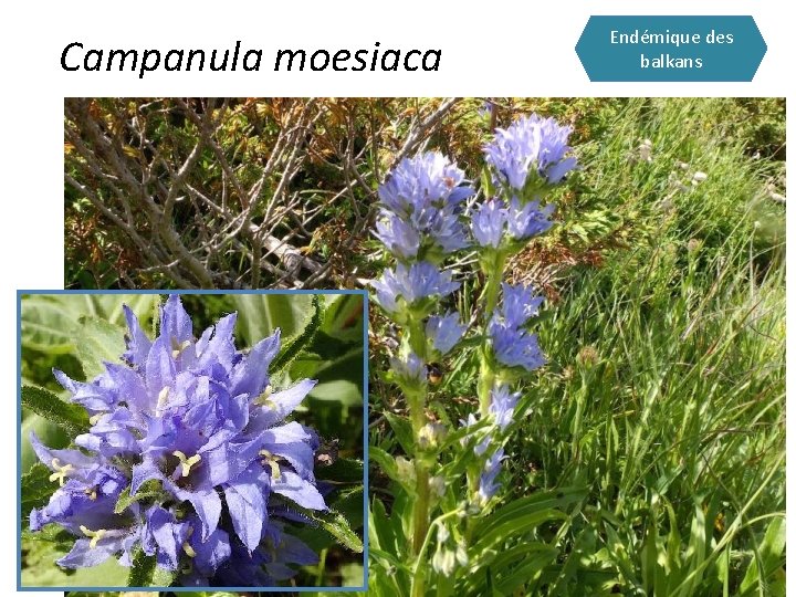 Campanula moesiaca Endémique des balkans 