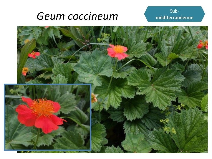 Geum coccineum Subméditerranéenne 