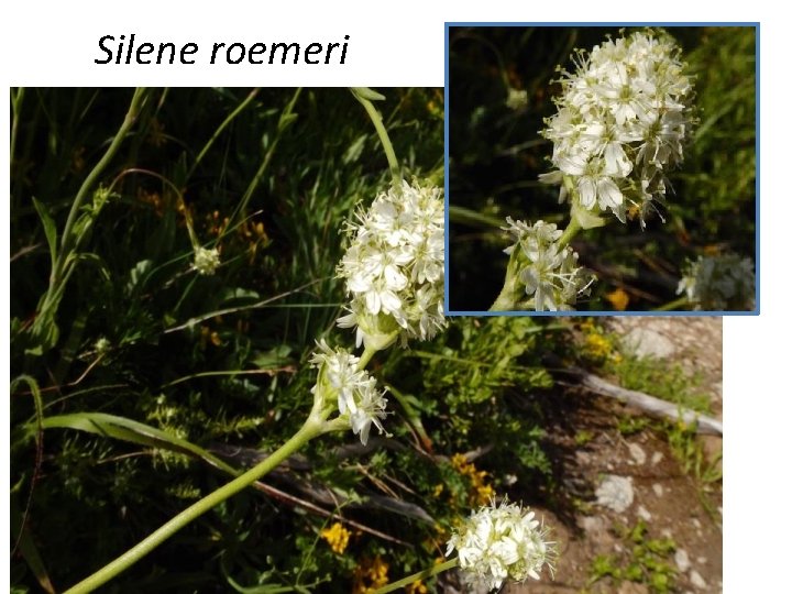 Silene roemeri 