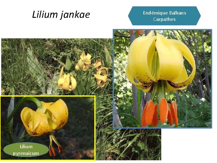 Lilium jankae Lilium pyrenaicum Endémique Balkans Carpathes 