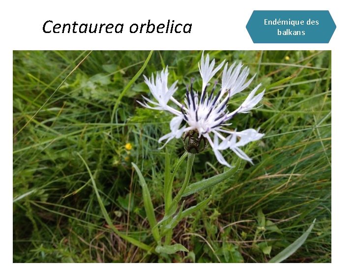 Centaurea orbelica Endémique des balkans 