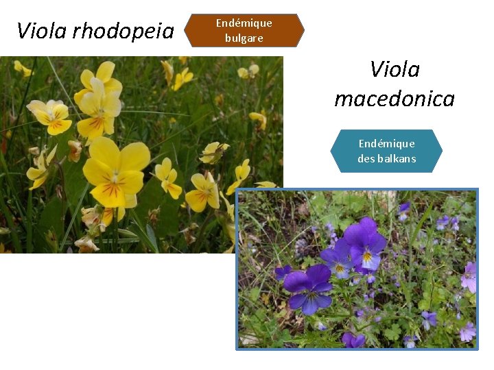 Viola rhodopeia Endémique bulgare Viola macedonica Endémique des balkans 