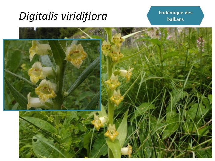 Digitalis viridiflora Endémique des balkans 