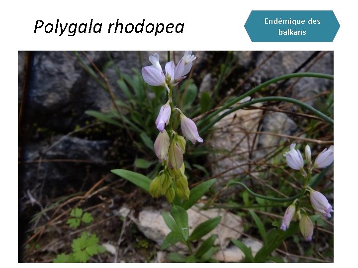 Polygala rhodopea Endémique des balkans 