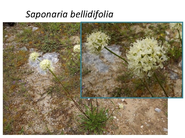 Saponaria bellidifolia 