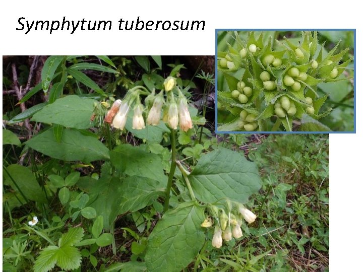 Symphytum tuberosum 