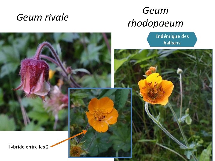 Geum rivale Geum rhodopaeum Endémique des balkans Hybride entre les 2 