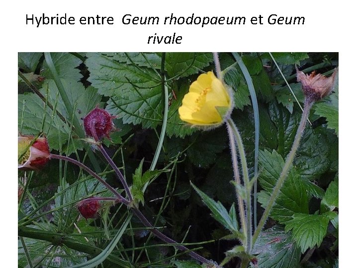 Hybride entre Geum rhodopaeum et Geum rivale 