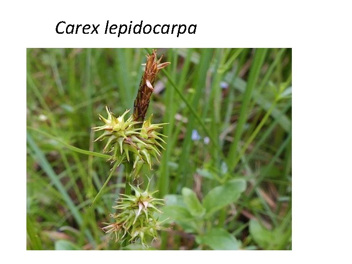 Carex lepidocarpa 