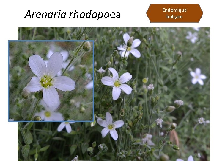 Arenaria rhodopaea Endémique bulgare 