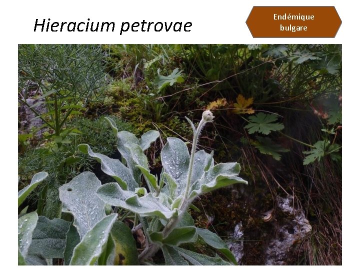 Hieracium petrovae Endémique bulgare 