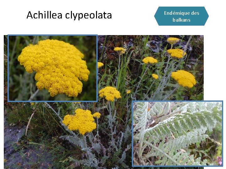 Achillea clypeolata Endémique des balkans 