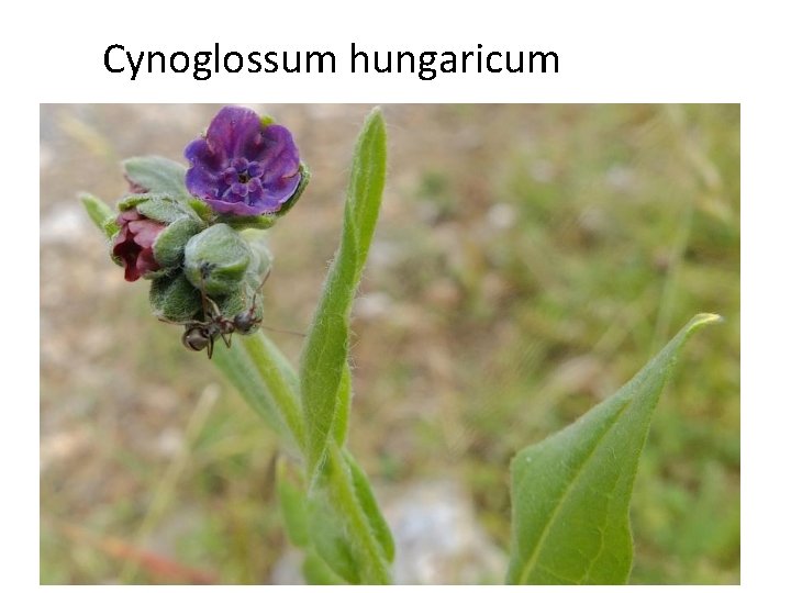 Cynoglossum hungaricum 