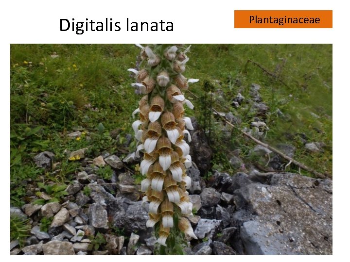 Digitalis lanata Plantaginaceae 