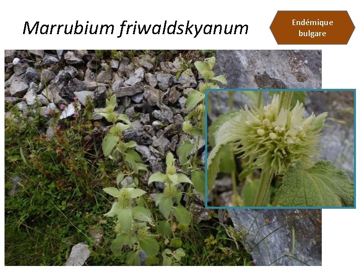 Marrubium friwaldskyanum Endémique bulgare 