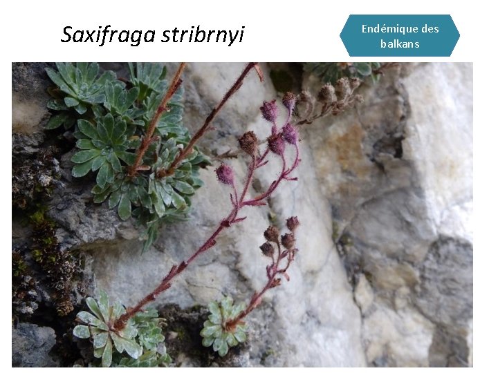 Saxifraga stribrnyi Endémique des balkans 