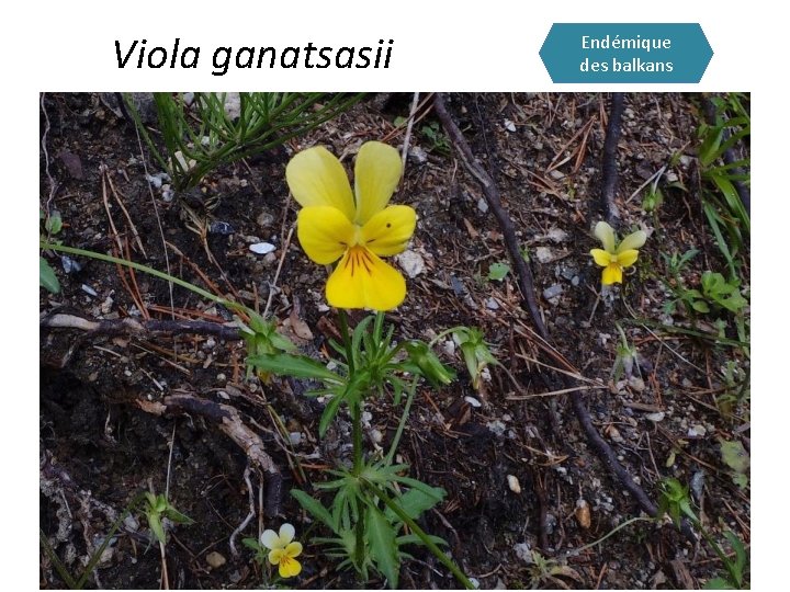 Viola ganatsasii Endémique des balkans 