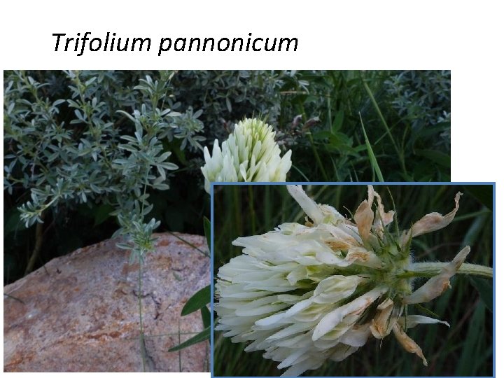 Trifolium pannonicum 