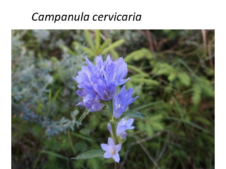 Campanula cervicaria 