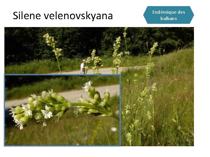 Silene velenovskyana Endémique des balkans 