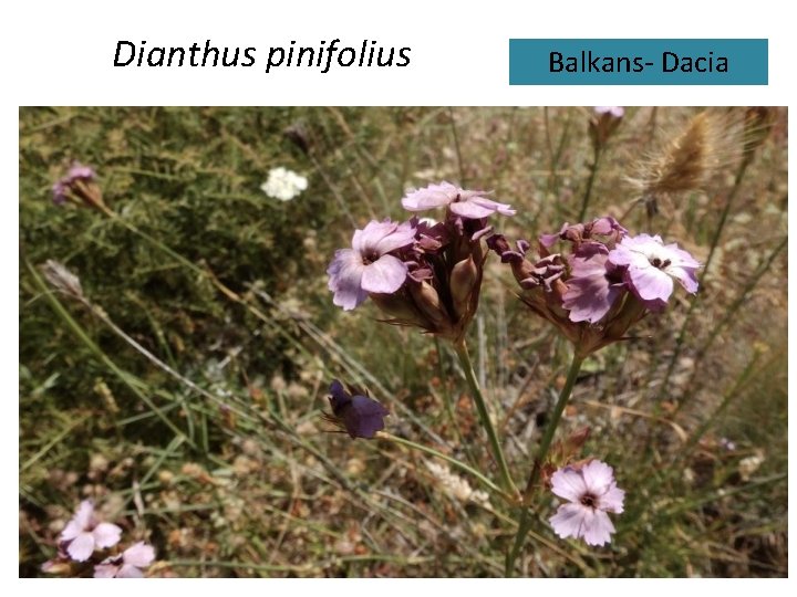 Dianthus pinifolius Balkans- Dacia 