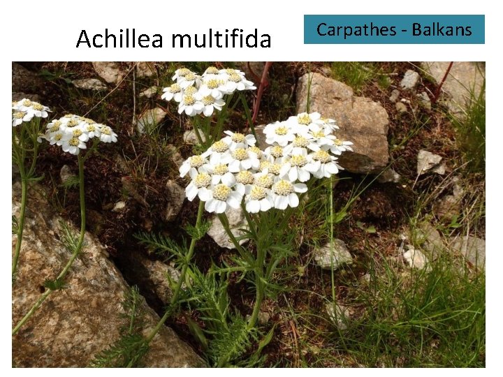 Achillea multifida Carpathes - Balkans 