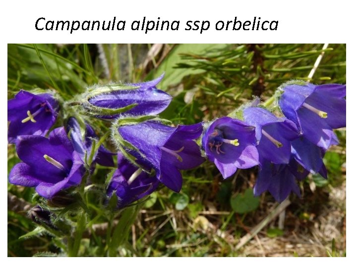 Campanula alpina ssp orbelica 