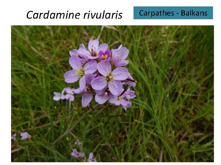 Cardamine rivularis Carpathes - Balkans 
