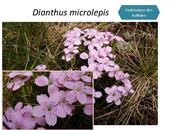 Dianthus microlepis Endémique des balkans 
