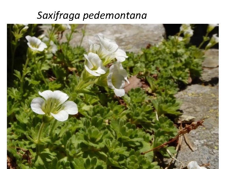 Saxifraga pedemontana 