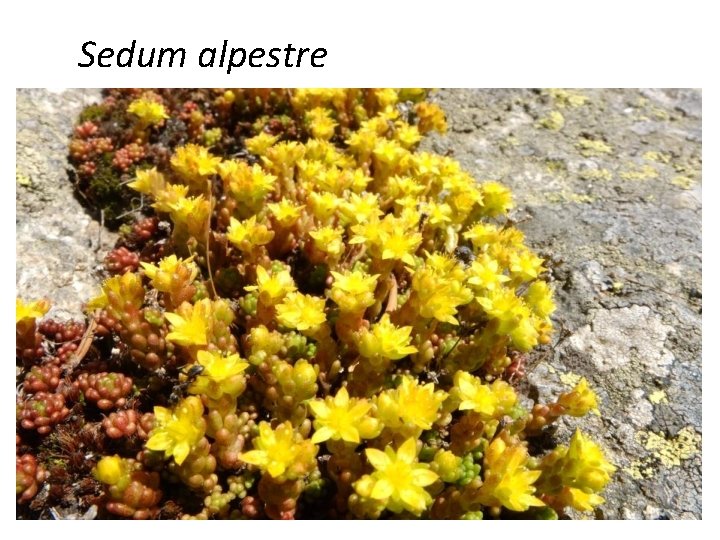 Sedum alpestre 