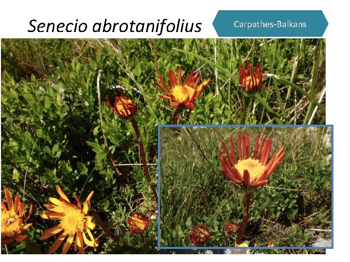 Senecio abrotanifolius Carpathes-Balkans 