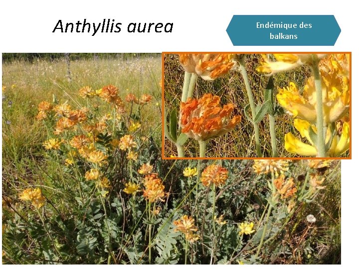 Anthyllis aurea Endémique des balkans 