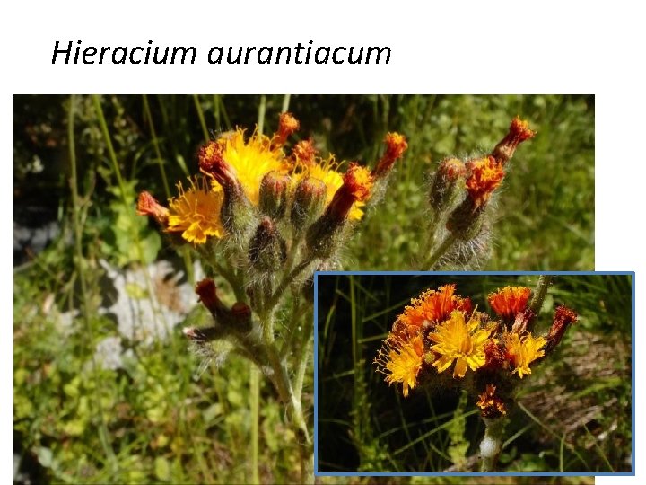 Hieracium aurantiacum 