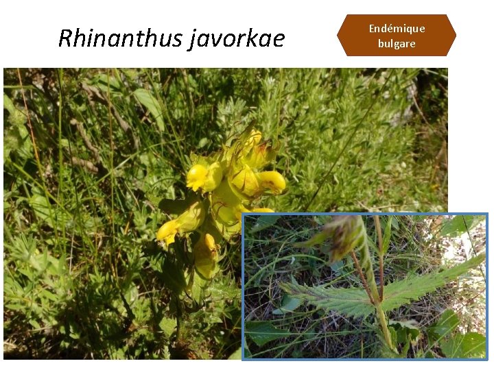 Rhinanthus javorkae Endémique bulgare 