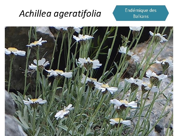 Achillea ageratifolia Endémique des Balkans 