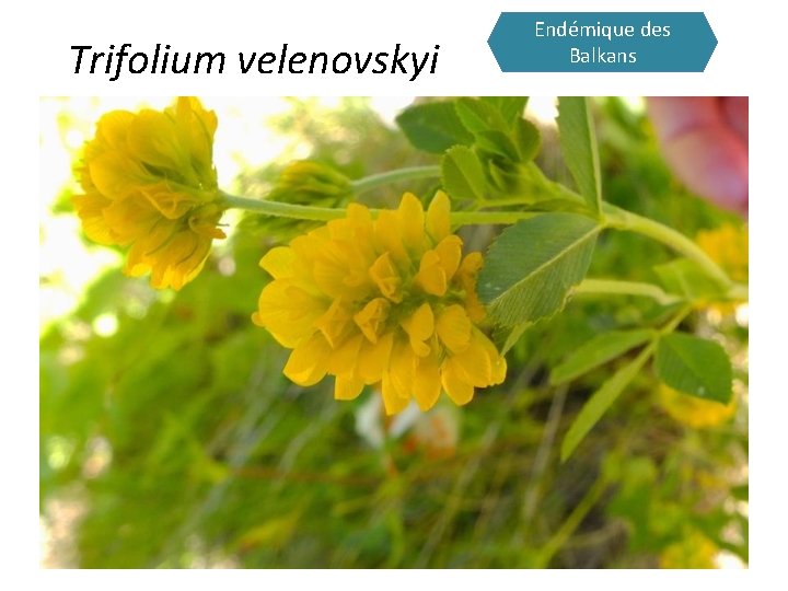 Trifolium velenovskyi Endémique des Balkans 