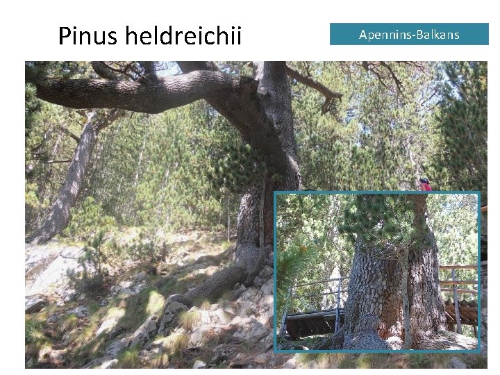 Pinus heldreichii Apennins-Balkans 