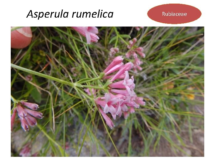 Asperula rumelica Rubiaceae 