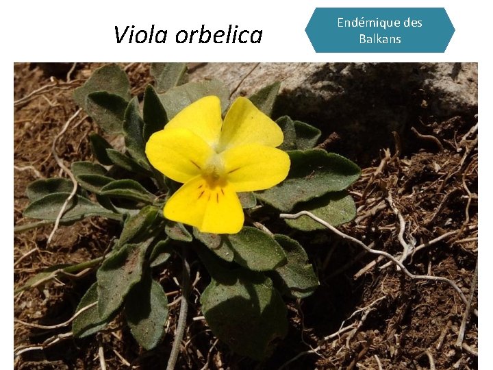 Viola orbelica Endémique des Balkans 