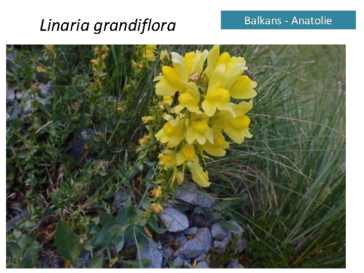 Linaria grandiflora Balkans - Anatolie 