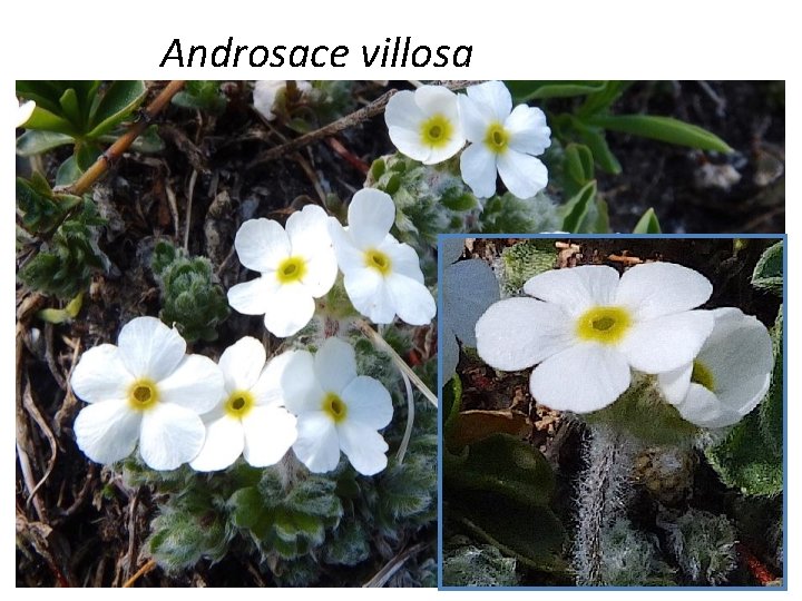 Androsace villosa 