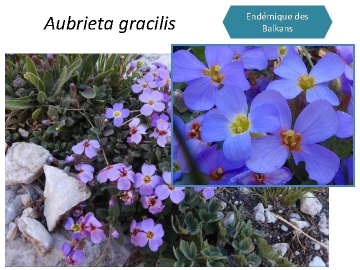 Aubrieta gracilis Endémique des Balkans 