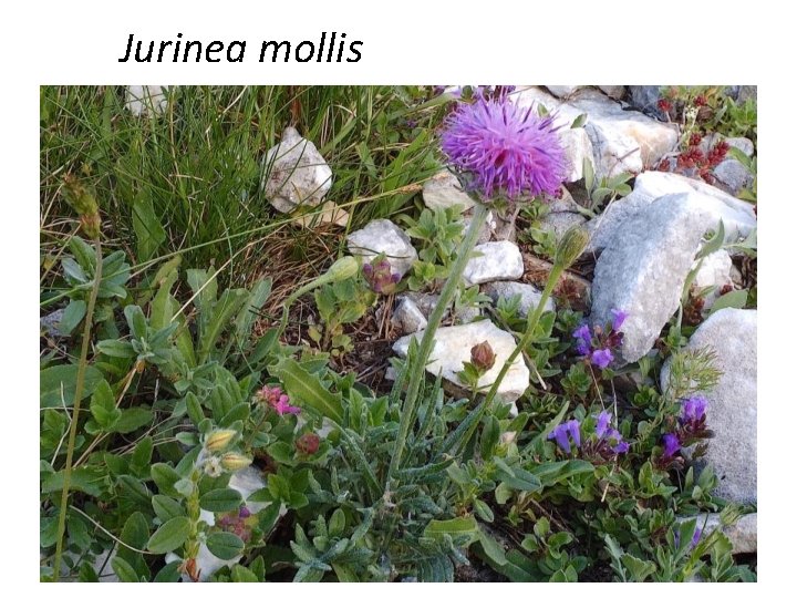 Jurinea mollis 