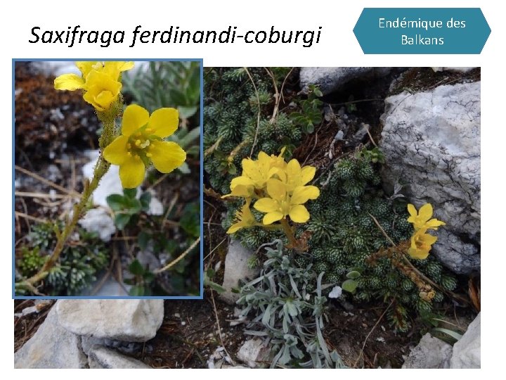 Saxifraga ferdinandi-coburgi Endémique des Balkans 