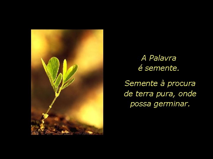 A Palavra é semente. Semente à procura de terra pura, onde possa germinar. 