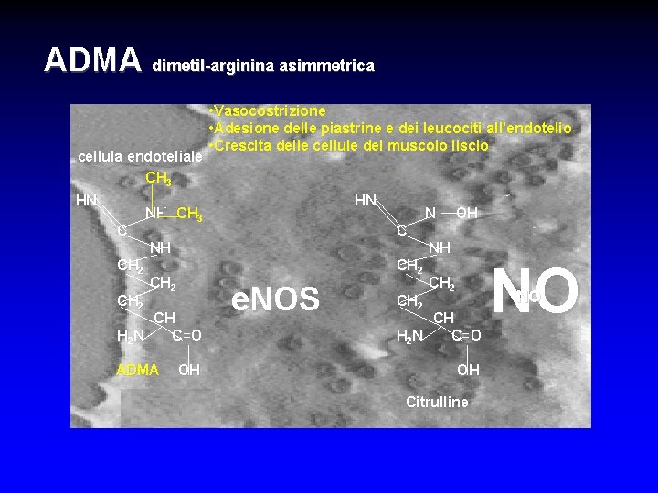 ADMA dimetil-arginina asimmetrica cellula endoteliale CH 3 HN C • Vasocostrizione • Adesione delle