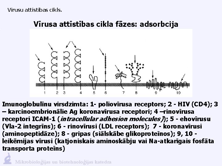 Vīrusu attīstības cikls. Vīrusa attīstības cikla fāzes: adsorbcija Imunoglobulīnu virsdzimta: 1 - poliovīrusa receptors;