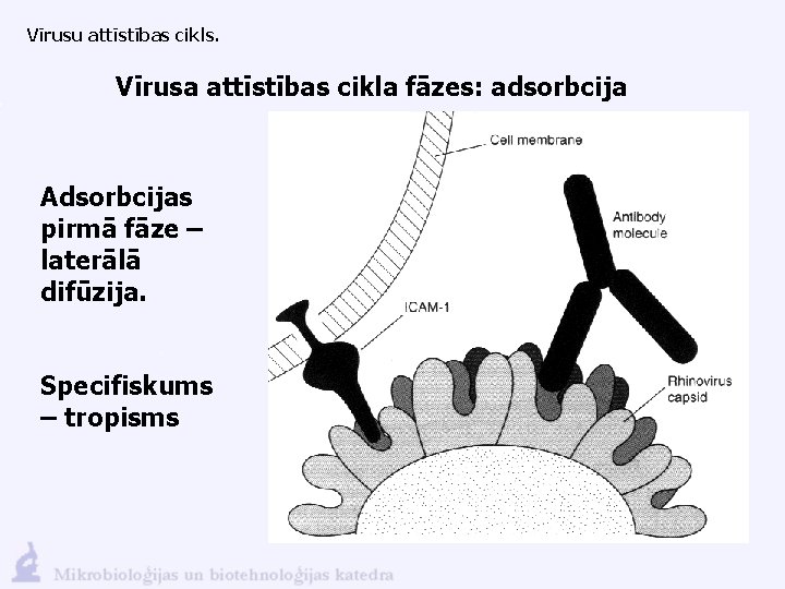 Vīrusu attīstības cikls. Vīrusa attīstības cikla fāzes: adsorbcija Adsorbcijas pirmā fāze – laterālā difūzija.