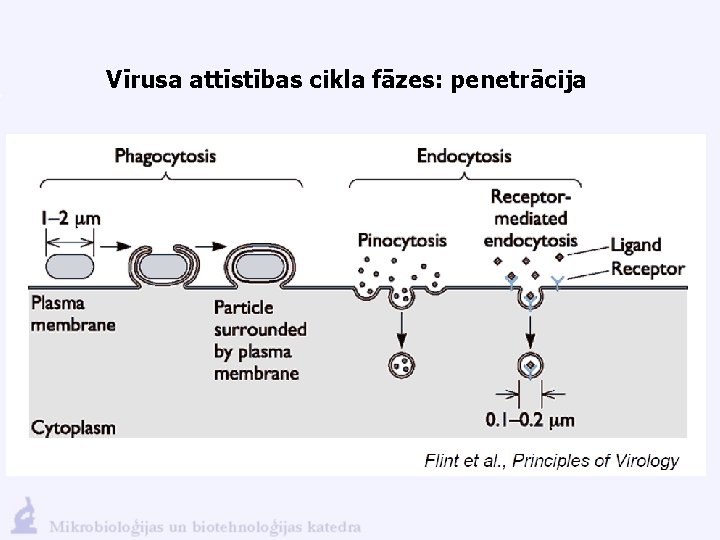 Vīrusa attīstības cikla fāzes: penetrācija 